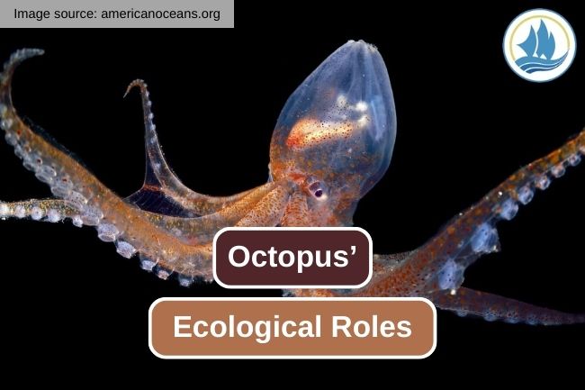 The Important Roles of Octopus in Marine Ecosystems